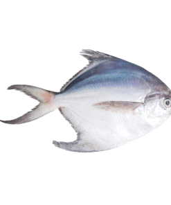 ماهی حلوا سفید