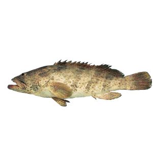 ماهی هامور